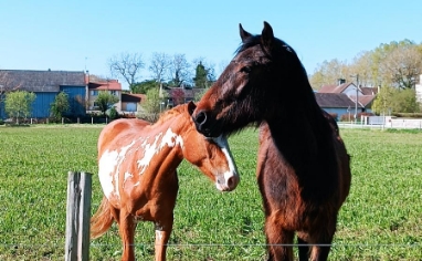 horses