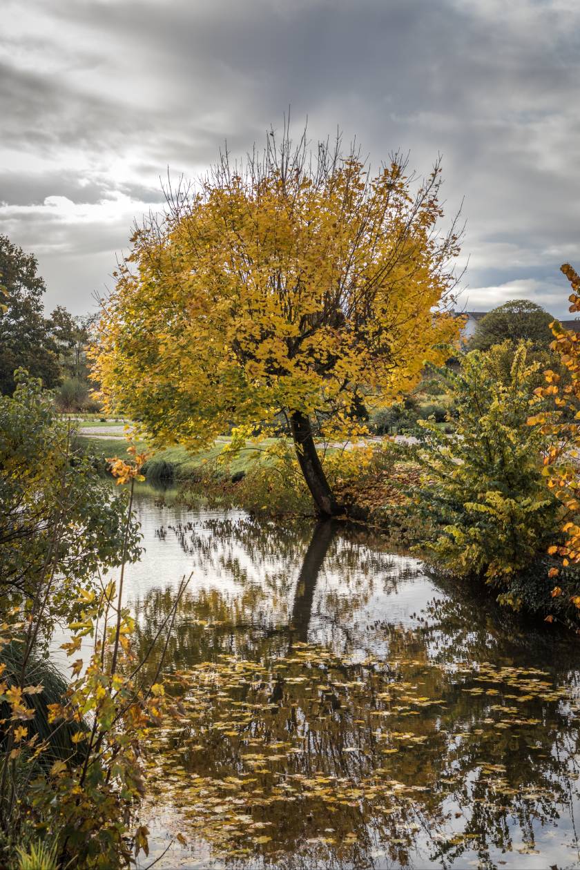 automne (5)